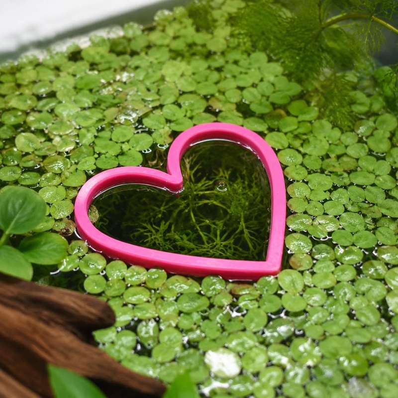Heart Shaped Floating Fish Fee - Aquarium Fertilizer recension och pris