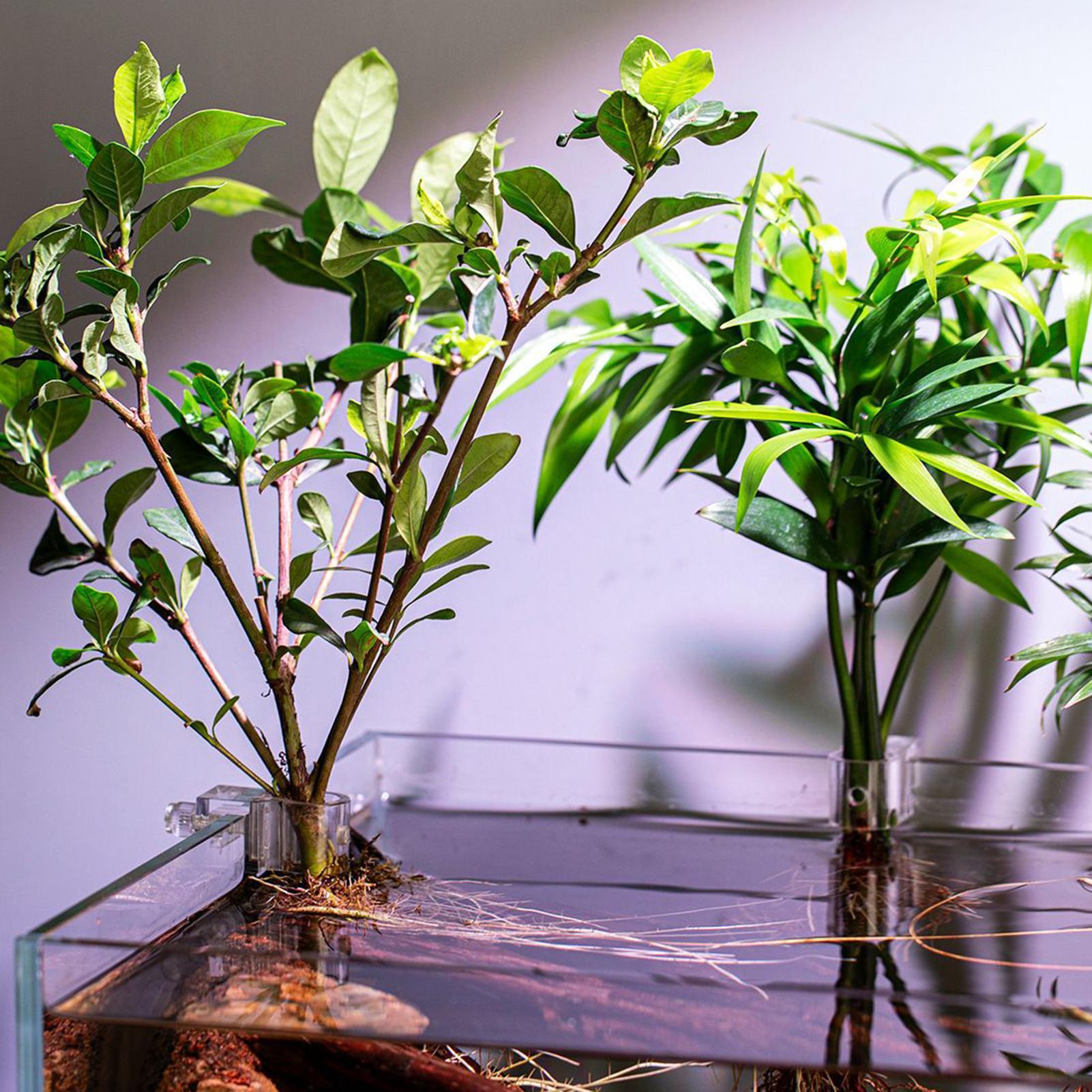 6pcs Aquarium Plant Holders Cl - Aquarium Plants Live recension och pris