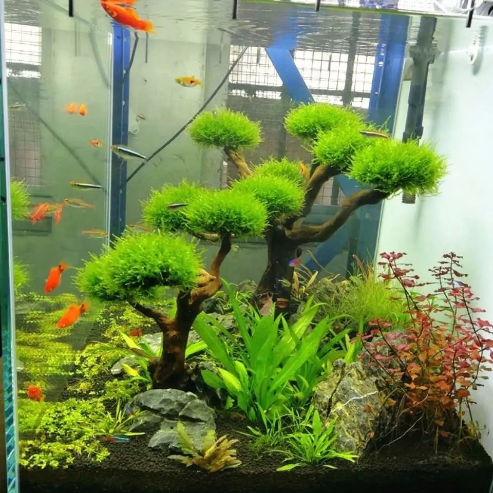 Aquarium Driftwood Landscaping - Aquarium Plant Substrate recension och pris